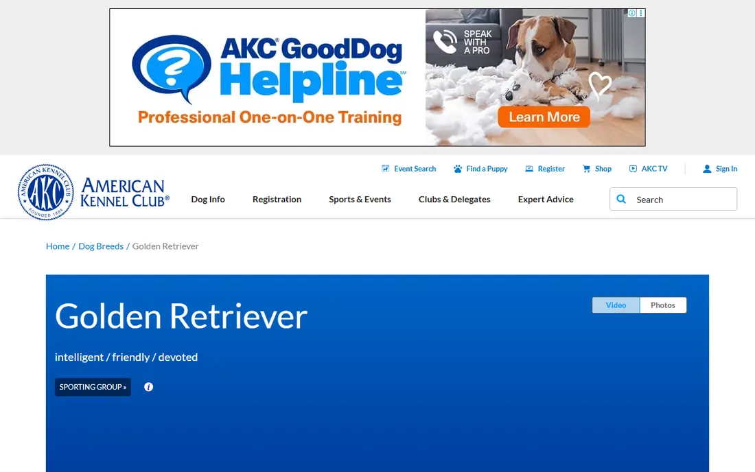 Golden Retriever website